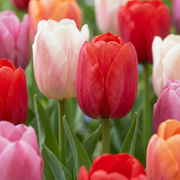 Tulp &