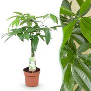 Pachira Aquatica gevlochten stam, 60-70 cm hoog