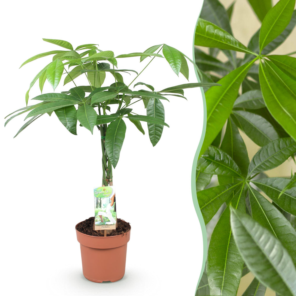 Pachira Aquatica gevlochten stam, 60-70 cm hoog, detail van het blad
