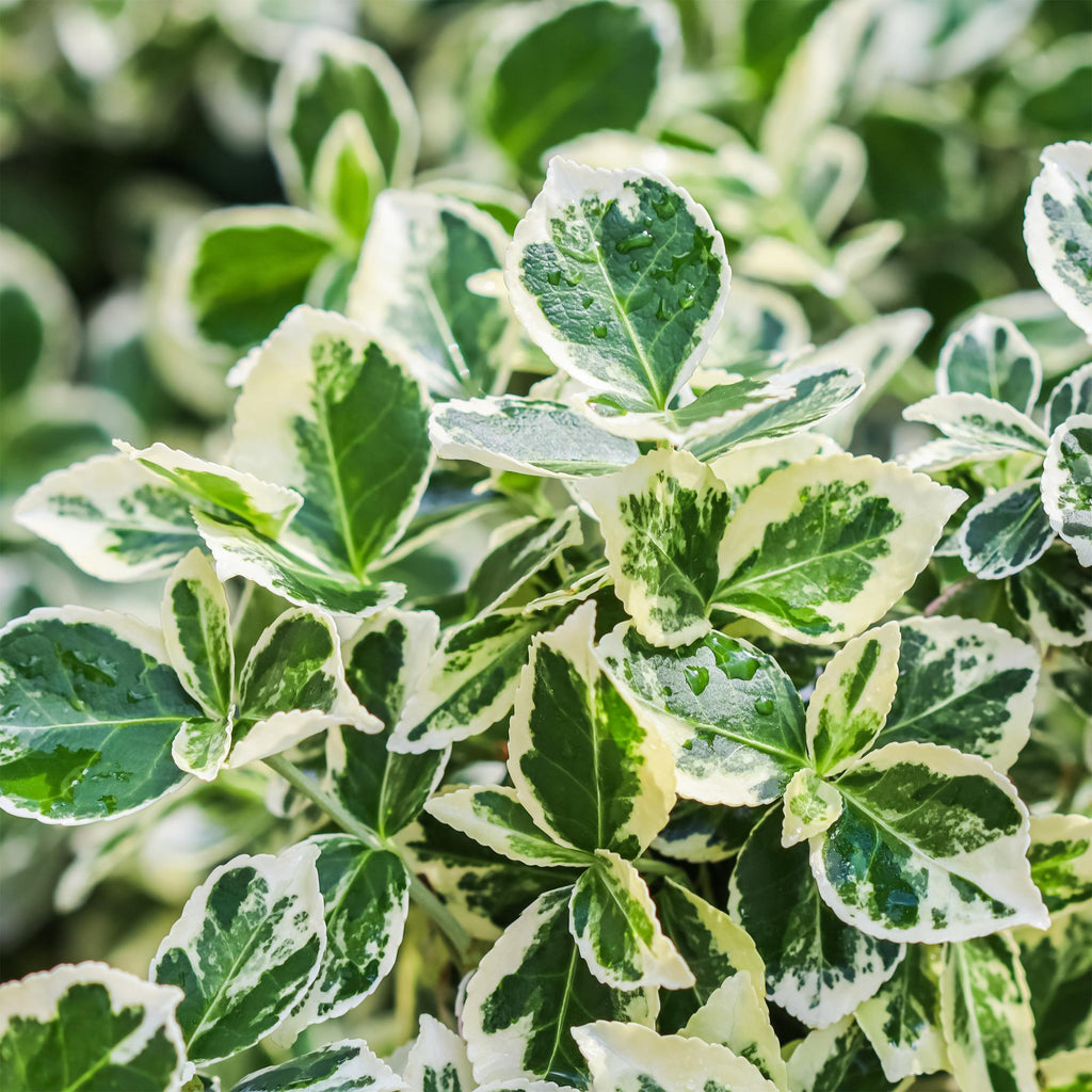 Euonymus fortunei Emerald Gaiety, groeiwijze van de plant