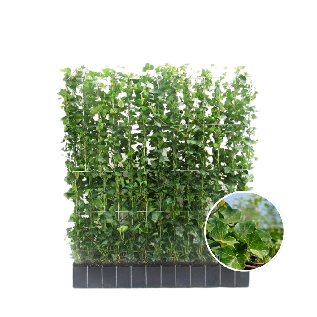 Klimophaag Hedera hibernica kant-en-klaar, B120 x H120 cm, plant in pot