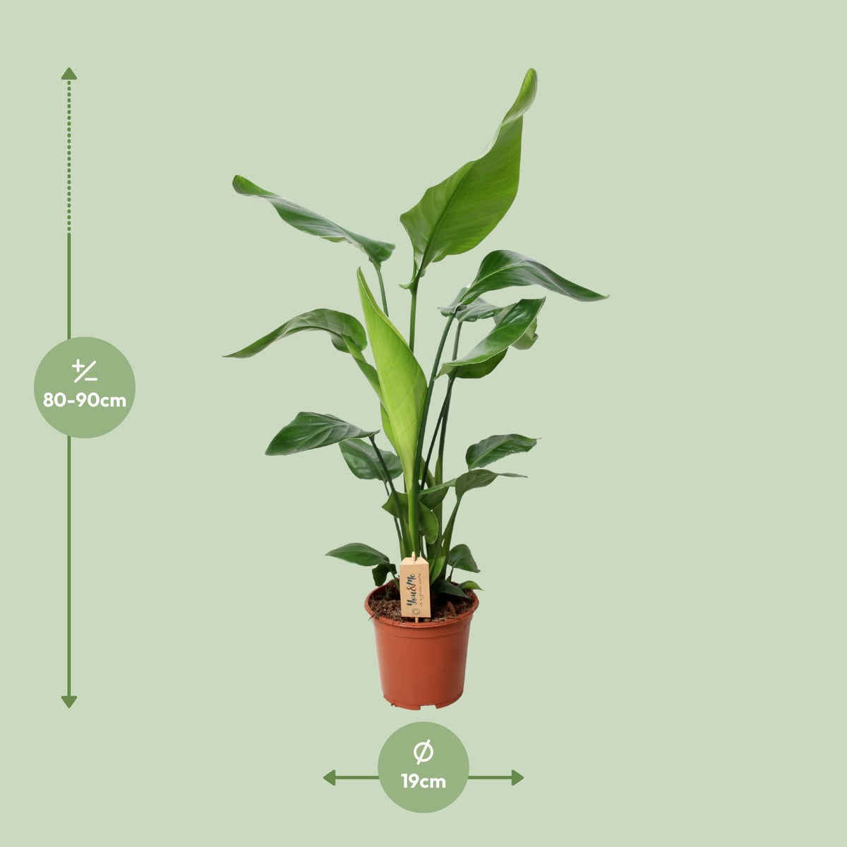 Detailfoto van Aanbieding - Strelitzia Nicolai