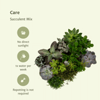Succulenten mix als compacte kamerplanten