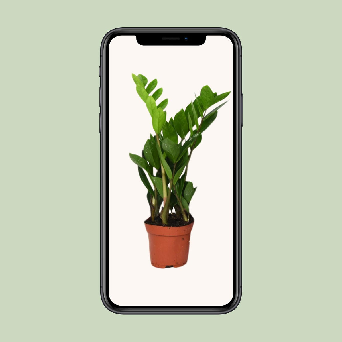 Detailfoto van ZZ-plant Zamioculcas zamiifolia, glanzend blad, 40 cm hoog