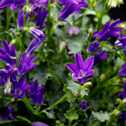 Campanula pers. &