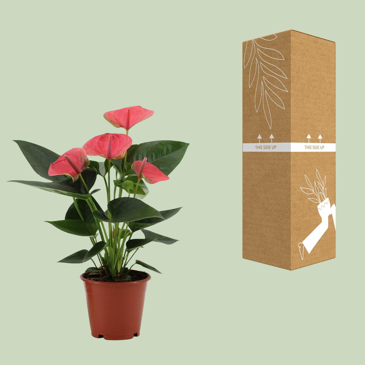 Anthurium Sweet Dream In Transparant Sleeve, groene bladeren