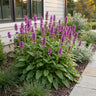 Stachys mon. Hummelo - Ezeloor - Paars