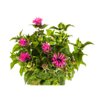Monarda Didyma Pink, groene bladeren