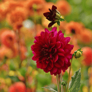 12 dahlia heatwave knollen voor 2 m², grote dieprode bloemen