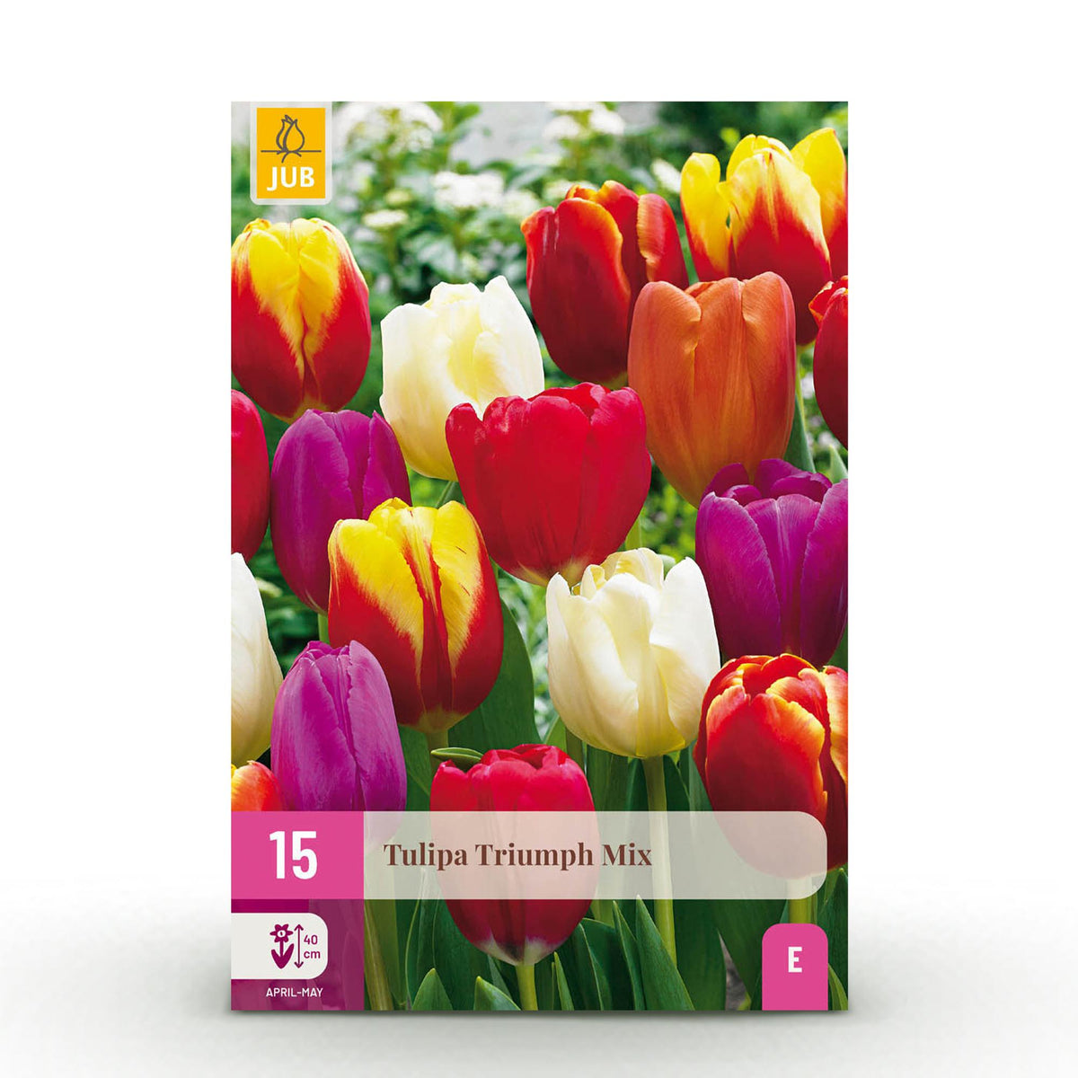 Tulp Triumph mix, detail van het blad