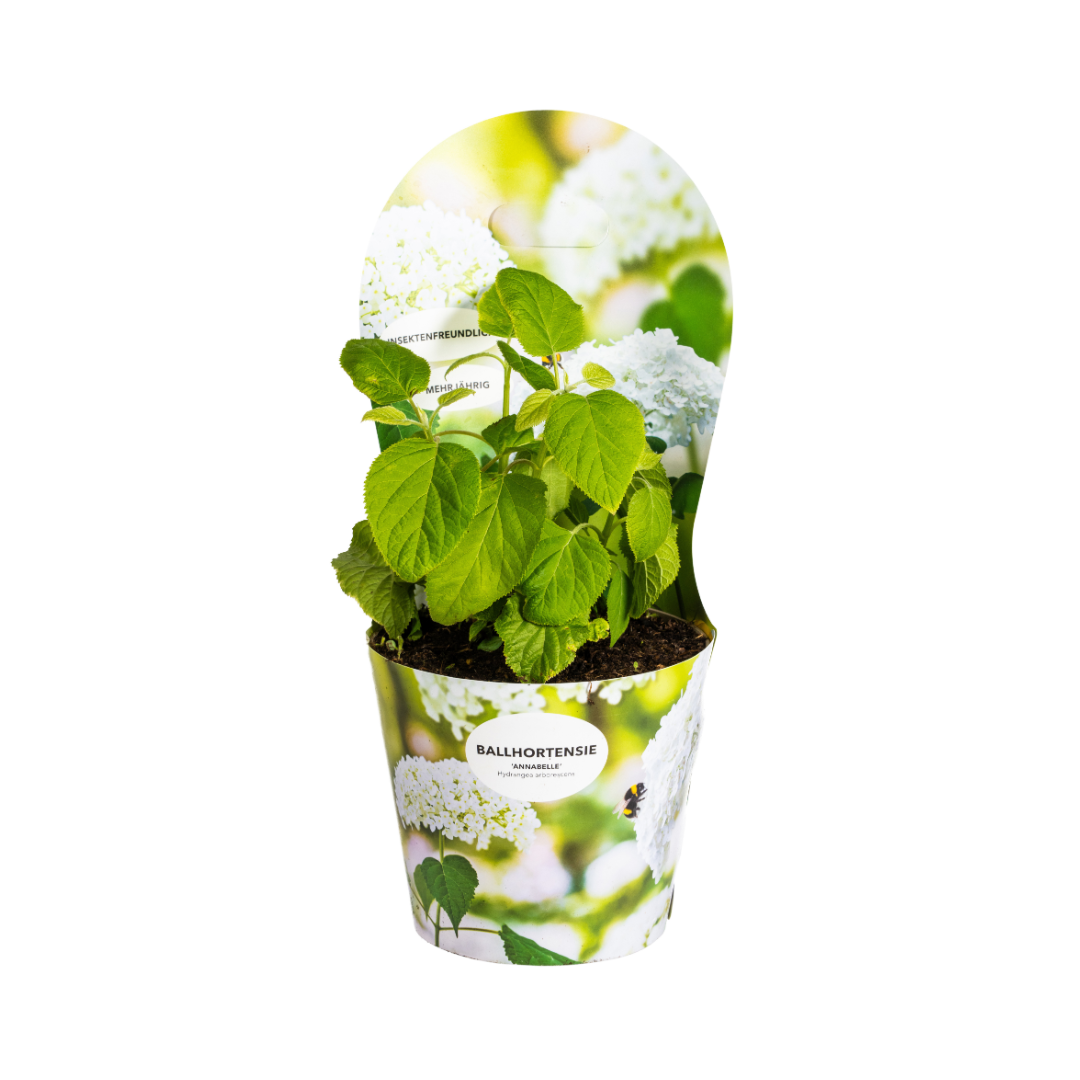Productafbeelding van Pureplant