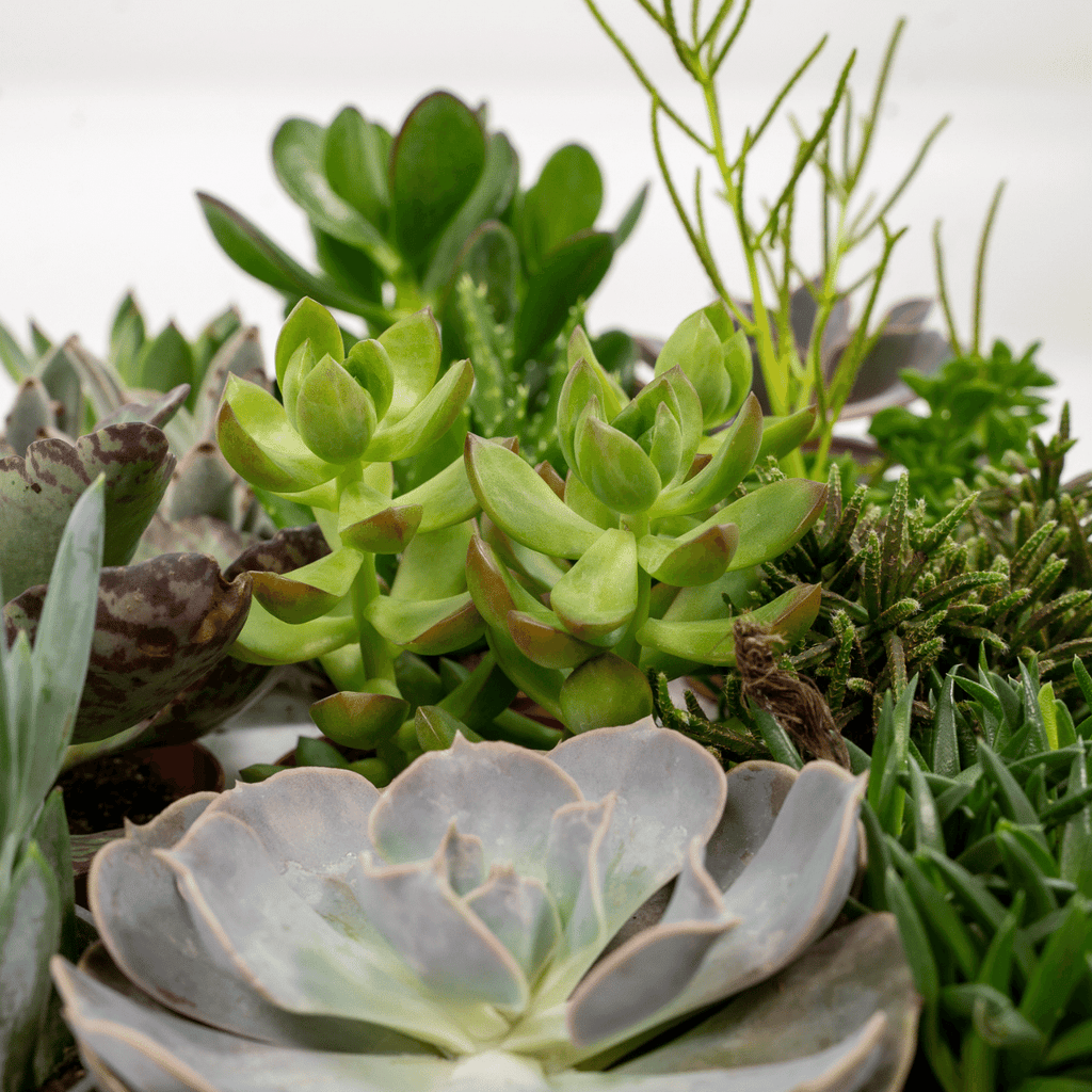 Kleine vetplanten uit de succulenten mix