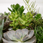 Kleine vetplanten uit de succulenten mix