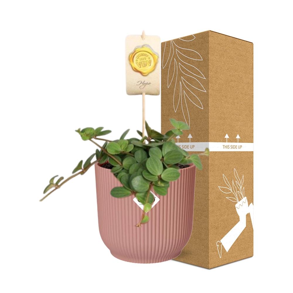Productafbeelding van Pureplant