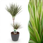 Dracaena Marginata Bicolor, detail van het blad