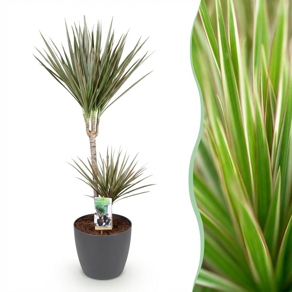 Dracaena Marginata Bicolor, detail van het blad