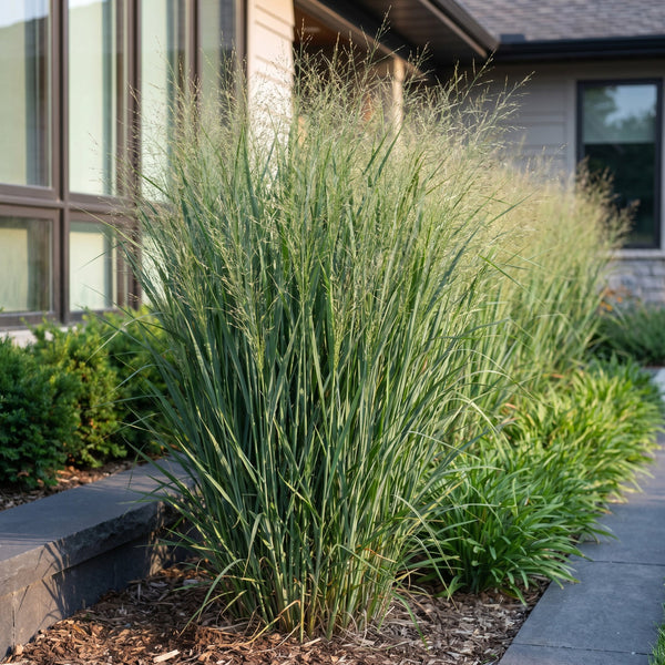 Panicum virg. Northwind - Prairiegraan - Met Pluim