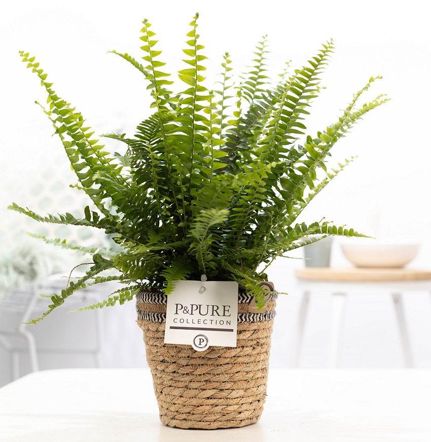 Nephrolepis Green Lady In P&PURE Basket, plant in pot