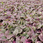 Ajuga reptans 'Burgundy Glow', groeiwijze van de plant