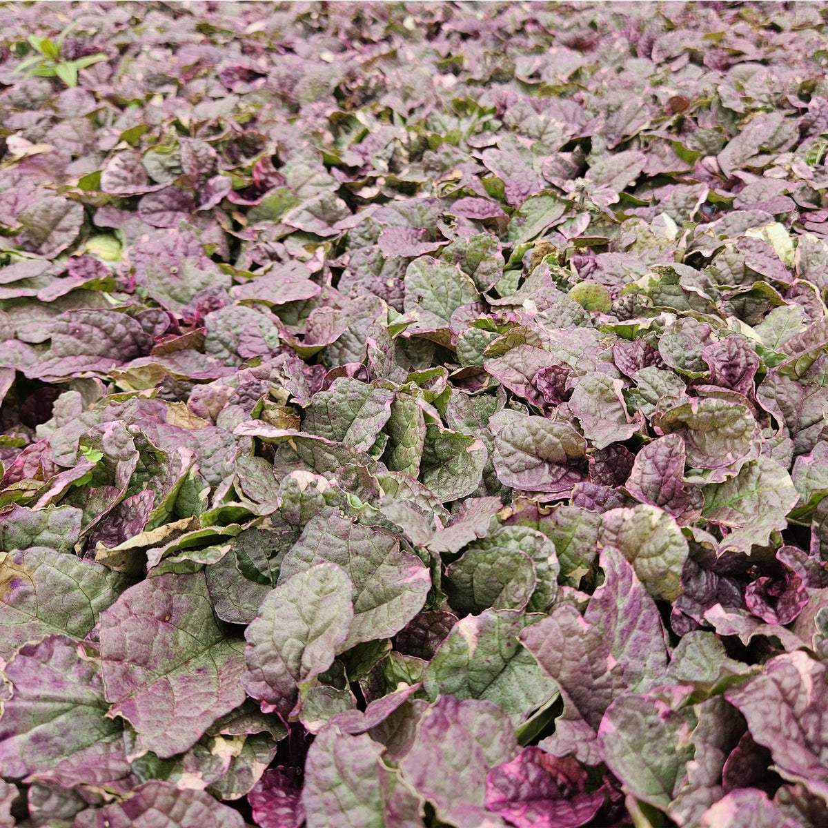 Ajuga reptans 'Burgundy Glow', groeiwijze van de plant