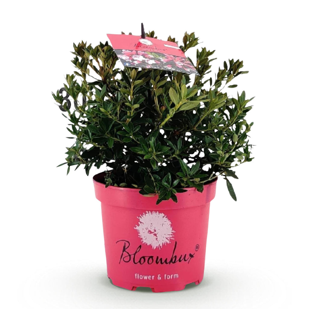 Bloombux Magenta, groene bladeren