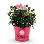 Bloombux Magenta, groene bladeren