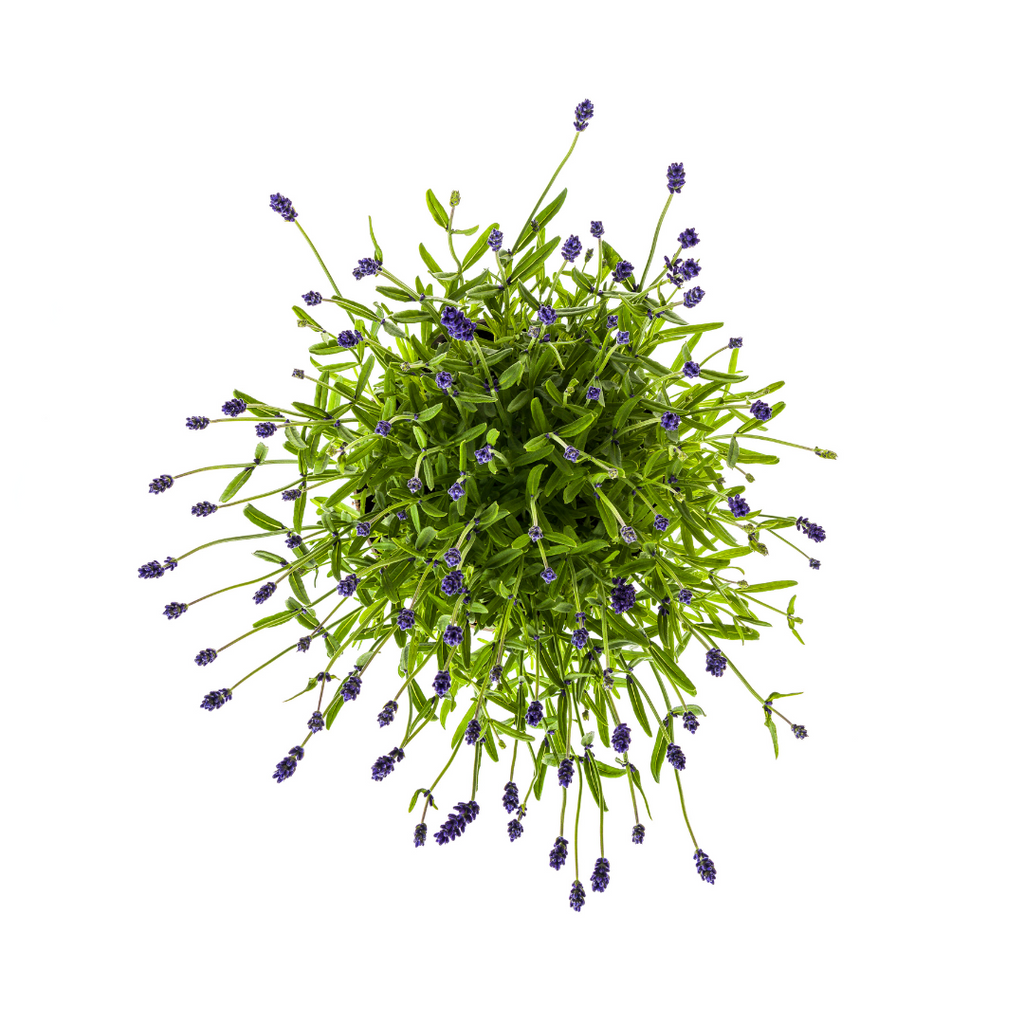 Lavandula Angustifolia, groene bladeren