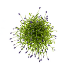 Lavandula Angustifolia, groene bladeren