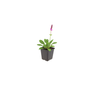 Stachys mon. &