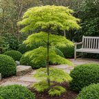 Japanse esdoorn Acer palmatum Koto-no-ito, plant voor tuin en border