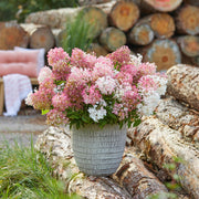 Hydrangea panniculata Groundbreaker Blush, 20-25 cm hoog