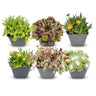 6x - Alpine mix - Ø7cm - ↕10-12cm