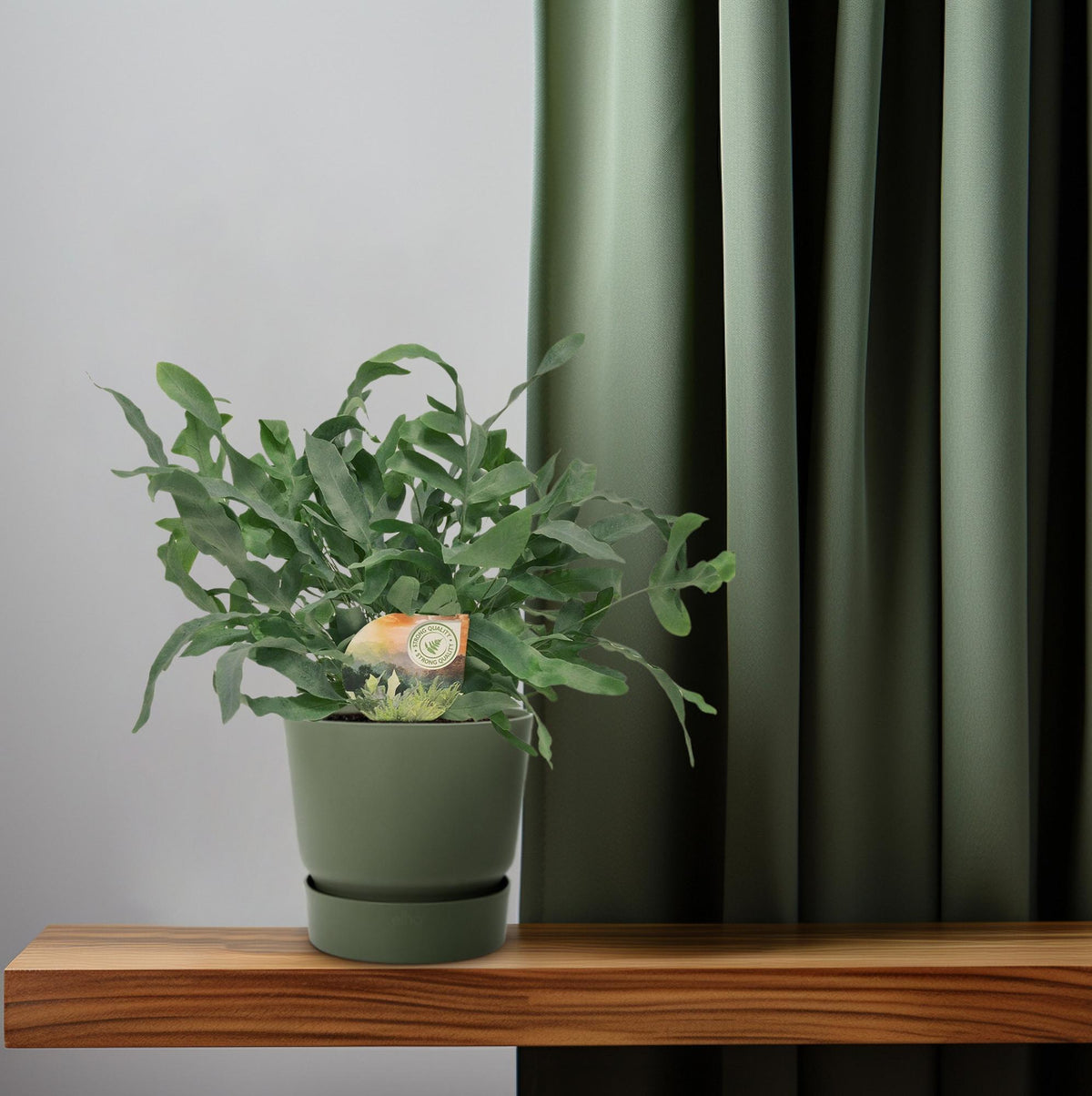Productfoto van Phlebodium Blue Star