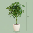 Schefflera Arab Nora met witte pot, groene bladeren