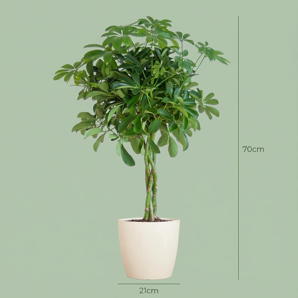 Schefflera Arab Nora met witte pot, groene bladeren