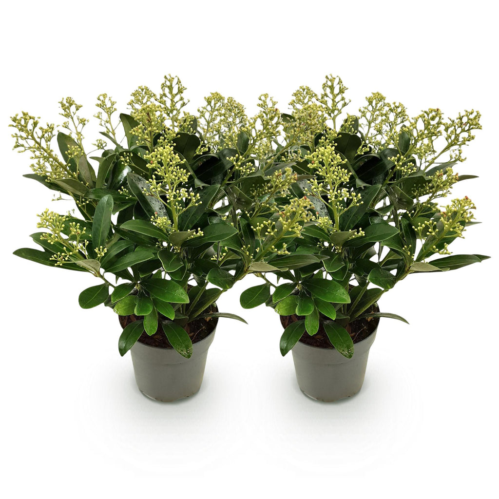 Skimmia japonica Finchy, 30 cm hoog, groeiwijze van de plant