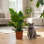 Philodendron Imperial Green, kenmerkend blad