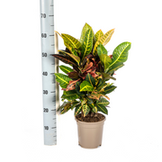Codiaeum &