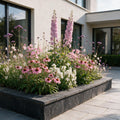 Borderpakket vaste planten, bijen en vlinders, plant in pot
