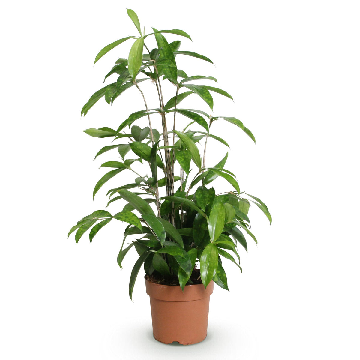 Dracaena surculosa, 60-70 cm hoog, detail van het blad