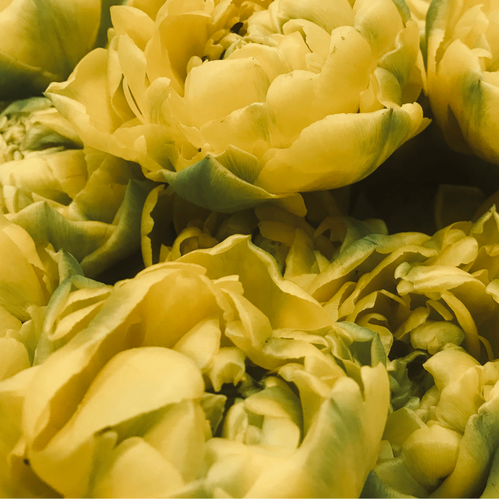 Tulpenbollen Avant Garde, gele dubbelbloemige tulp, 20 stuks, plant in pot