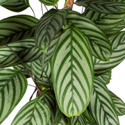 Calathea Oppenheimiana