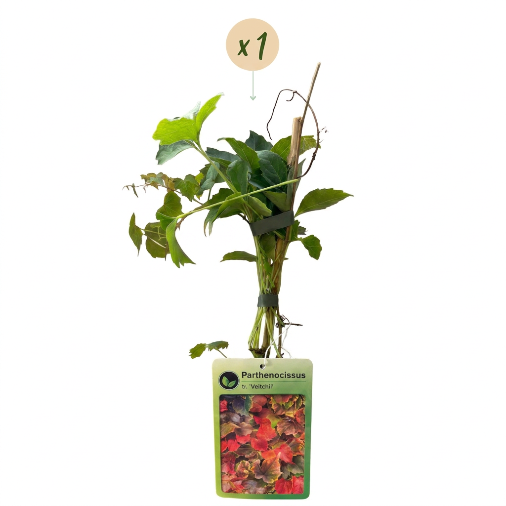 Parthenocissus tricuspidata 'Veitchii' - wilde wingerd, detail van het blad