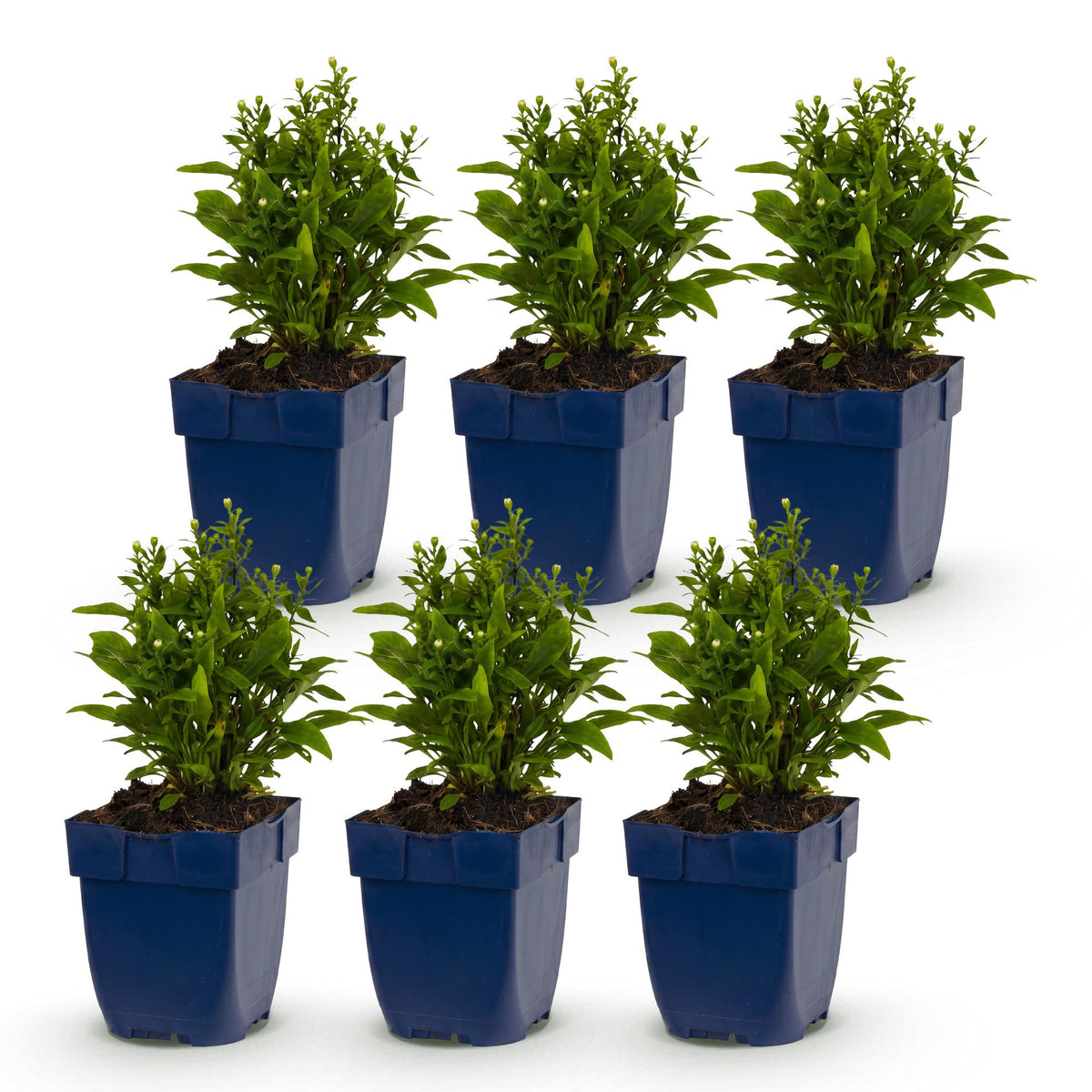 Zee aster Tricolour, met paarse, roze en witte bloemen, plant in pot