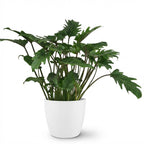 Philodendron Xanadu met witte pot, plant in pot