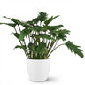 Philodendron Xanadu met witte pot
