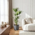 Howea Forsteriana, plant in pot