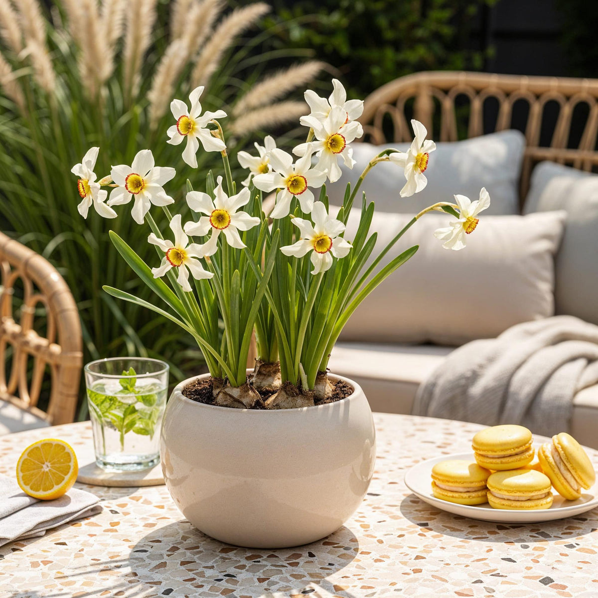 Narcis Recurvus, plant in pot