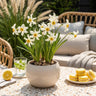 Narcis Recurvus