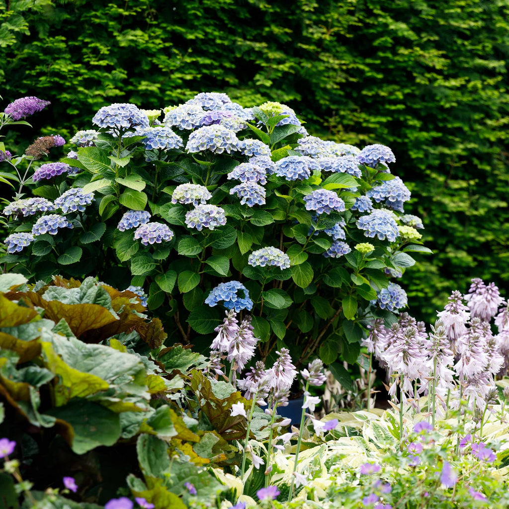 Hortensia Hydrangea Magical Revolution Blue, plant in pot